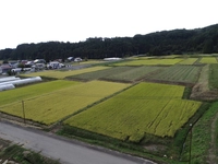 猪苗代地区の棚田（猪苗代町）画像