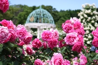 Keisei Rose Garden画像