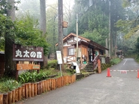 Ashigara Forest Park Log Forest画像