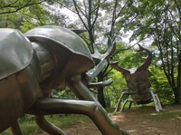 Forest and Water Outdoor Experience Area: Beetles画像