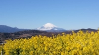 吾妻山公園画像