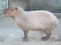 ふれあい動物園画像