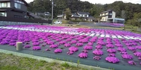 幡屋駅　山根口芝桜（GPS認証）画像