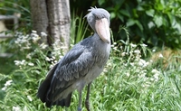 Ueno Zoological Gardens, West Garden (near the shoebill exhibit area)画像