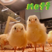 Moff animal world画像