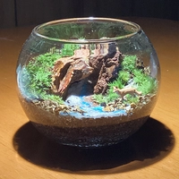苔リウム工房猪名川画像