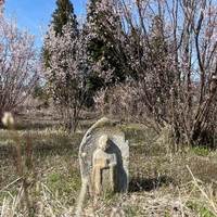 桜畑に佇む石仏画像