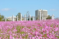 牧の原公園（多目的広場）画像