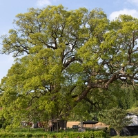 Camphor tree in Ikemura画像
