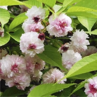 Kenrokuen Chrysanthemum Cherry画像
