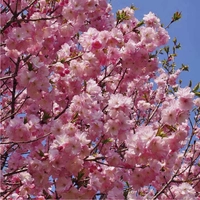 Beniyutaka画像