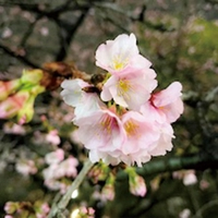 Okanzakura画像