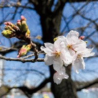 Somei Yoshino cherry tree画像