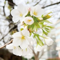 Oshima cherry blossoms画像