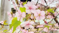 Kawazu Sakura画像