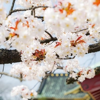 wild cherry blossom画像