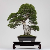 大宮盆栽美術館画像