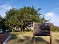 万正寺の大カヤ画像