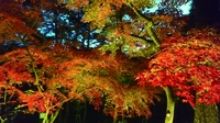 月の石もみじ公園画像