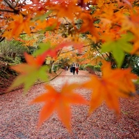 Mii-dera Temple (Onjo-ji Temple)画像