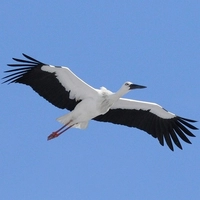 兵庫県立コウノトリの郷公園画像