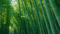 若竹の杜 若山農場画像