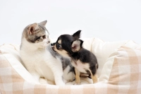 DOG ＆ CAT JOKER画像