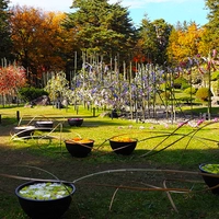 弘前城 菊と紅葉まつり運営委員会画像