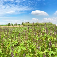 自然栽培農園 MEDI FARM画像