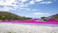 芝ざくら公園画像