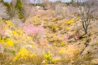 樹の花自然園「花の山」画像