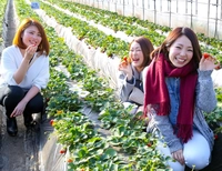 JAはが野「益子観光いちご団地」画像