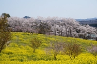 小宅古墳群の菜の花・桜画像
