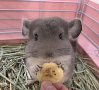 ふくろうカフェRicky画像