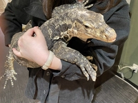 爬虫類ショップRicky画像