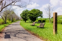五本松下広場（手賀沼遊歩道）画像