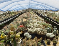 Grand Cactus画像