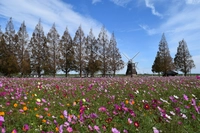 あけぼの山農業公園画像