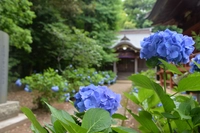 松虫寺画像
