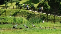 兵庫県立コウノトリの郷公園画像