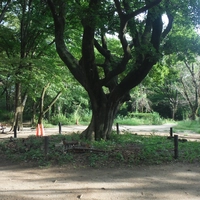 Komaba Park画像