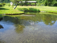 養鱒公園憩いの広場画像