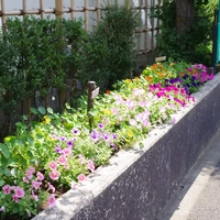 親児の花壇画像
