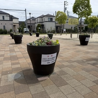 東新小岩二丁目かがやき公園花壇画像