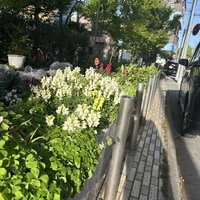 お花茶屋公園ラジオ体操会花壇画像