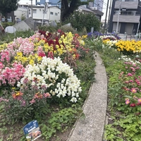 金町公園花壇画像