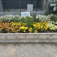 柴原会花壇画像