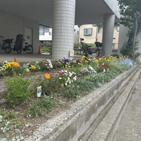 金町保健センター花壇画像