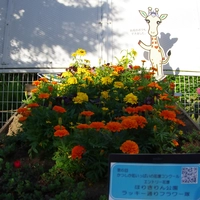 ほりきりん公園花壇画像