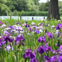 都立水元公園画像